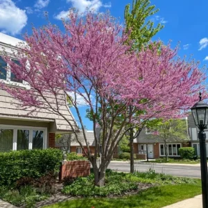 Eastern Redbud Live Plant – Quart Pot – Early Blooming Native Tree - Image 3