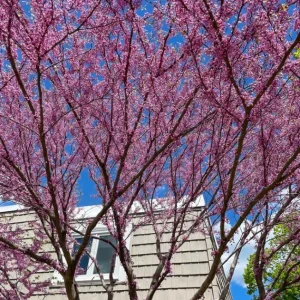 Eastern Redbud Live Plant – Quart Pot – Early Blooming Native Tree - Image 4