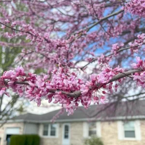 Eastern Redbud Live Plant – Quart Pot – Early Blooming Native Tree - Image 5