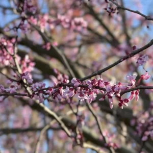 Eastern Redbud Live Plant – Quart Pot – Early Blooming Native Tree - Image 6