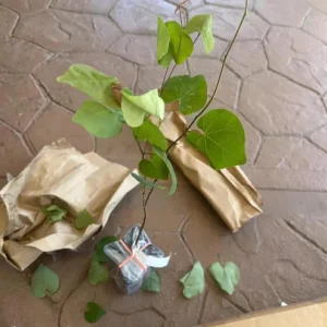 Eastern Redbud Live Plant – Quart Pot – Early Blooming Native Tree - Image 7