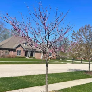Eastern Redbud Live Plant – Quart Pot – Early Blooming Native Tree - Image 8