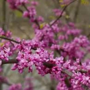 Eastern Redbud Tree - 12-24in Tall Bare Root Plant - Cercis canadensis Outdoor - Image 3