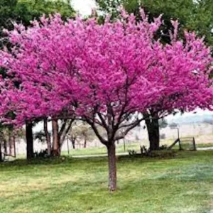 Eastern Redbud Tree - 12-24in Tall Bare Root Plant - Cercis canadensis Outdoor - Image 1