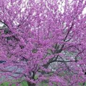 Eastern Redbud Tree - 12-24in Tall Bare Root Plant - Cercis canadensis Outdoor - Image 4