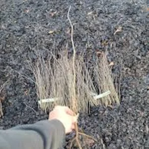 Eastern Redbud Tree - 12-24in Tall Bare Root Plant - Cercis canadensis Outdoor - Image 5