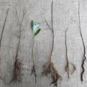 Eastern Redbud Tree - 12-24in Tall Bare Root Plant - Cercis canadensis Outdoor - Image 7