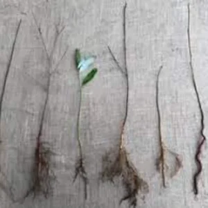 Eastern Redbud Tree – 3 Bare Root Plants – 12-24in Tall – Outdoor - Image 2