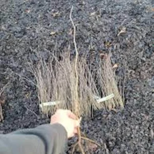 Eastern Redbud Tree – 3 Bare Root Plants – 12-24in Tall – Outdoor - Image 5