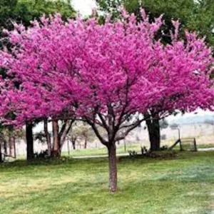 Eastern Redbud Tree – 3 Bare Root Plants – 12-24in Tall – Outdoor - Image 6
