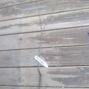 Eastern Redbud Tree Bareroot Live Plant - 2 Pack, 18-24 inch Outdoor Deciduous Tree - Image 2