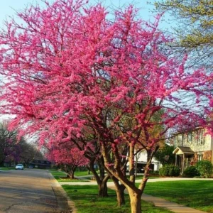 Eastern Redbud Tree – Live Plant – 6-12 in Tall – Pink Blooms – USDA Zones 4-9 – Outdoor Ornamental Tree - Image 10
