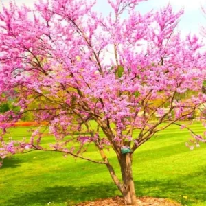 Eastern Redbud Tree – Live Plant – 6-12 in Tall – Pink Blooms – USDA Zones 4-9 – Outdoor Ornamental Tree - Image 2