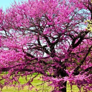Eastern Redbud Tree – Live Plant – 6-12 in Tall – Pink Blooms – USDA Zones 4-9 – Outdoor Ornamental Tree - Image 3