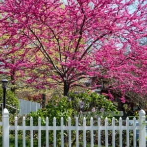 Eastern Redbud Tree – Live Plant – 6-12 in Tall – Pink Blooms – USDA Zones 4-9 – Outdoor Ornamental Tree - Image 4
