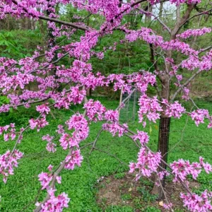 Eastern Redbud Tree – Live Plant – 6-12 in Tall – Pink Blooms – USDA Zones 4-9 – Outdoor Ornamental Tree - Image 6