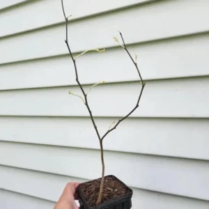 Eastern Redbud Tree – Live Plant – 6-12 in Tall – Pink Blooms – USDA Zones 4-9 – Outdoor Ornamental Tree - Image 7