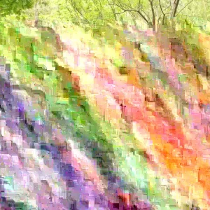 Eastern Redbud Tree Live Plant - Cercis canadensis - 16-24 Inches Tall - 1-2 Year Old - Image 4