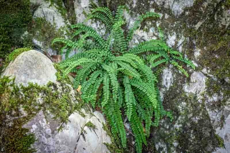 Ebony Spleenwort Fern Live Plant - Asplenium platyneuron - Small Shade Fern - Image 2