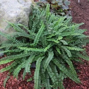 Ebony Spleenwort Fern Live Plant - Asplenium platyneuron - Small Shade Fern - Image 3