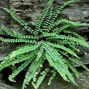Ebony Spleenwort Fern Live Plant - Asplenium platyneuron - Small Shade Fern - Image 1