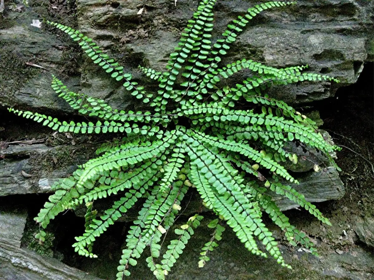 Ebony Spleenwort Fern Live Plant - Asplenium platyneuron - Small Shade Fern - Image 1