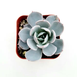 Echeveria 'Morning Beauty' Succulent Plant - Image 2