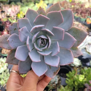 Echeveria 'Morning Beauty' Succulent Plant - Image 3