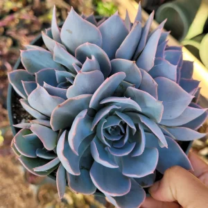 Echeveria 'Morning Beauty' Succulent Plant - Image 6
