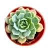 Echeveria 'Abalone' Succulent Live Plant – Easy Care Houseplant for Indoors - Image 1
