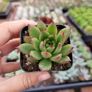 Echeveria agavoides 'Christmas' Succulent Live Plant - Drought Tolerant - Image 3
