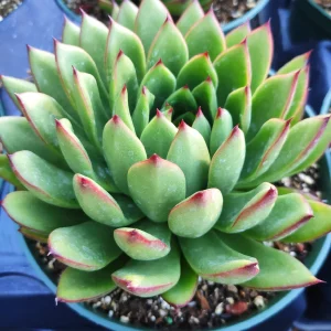 Echeveria agavoides 'Christmas' Succulent Live Plant - Drought Tolerant - Image 6