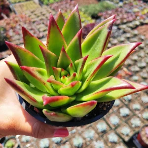 Echeveria Agavoides 'Lipstick' Succulent Plant | Easy Care Live Plant - Image 3