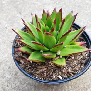 Echeveria Agavoides 'Lipstick' Succulent Plant | Easy Care Live Plant - Image 8