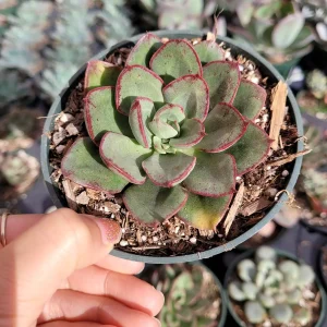 Echeveria 'Ana Lu' Live Succulent Plant - Drought-Tolerant Houseplant - Image 4
