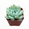 Echeveria 'Apus' Succulent Live Plant - Green & Red Rosettes - Up to 8 Inches - Image 1