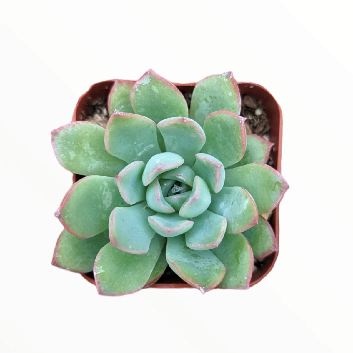 Echeveria 'Apus' Succulent Live Plant - Green & Red Rosettes - Up to 8 Inches - Image 2