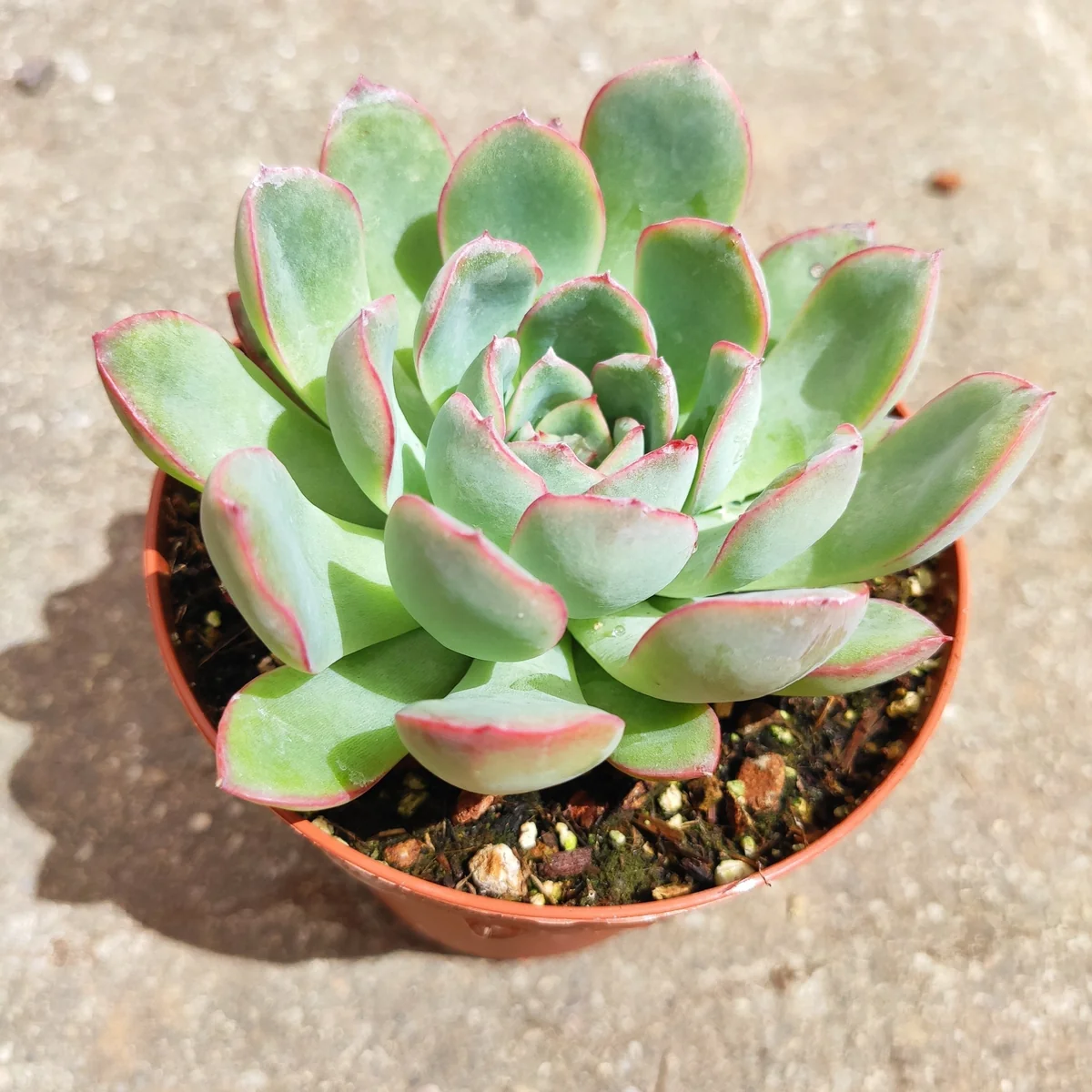 Echeveria 'Apus' Succulent Live Plant - Green & Red Rosettes - Up to 8 Inches - Image 3