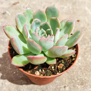 Echeveria 'Apus' Succulent Live Plant - Green & Red Rosettes - Up to 8 Inches - Image 5