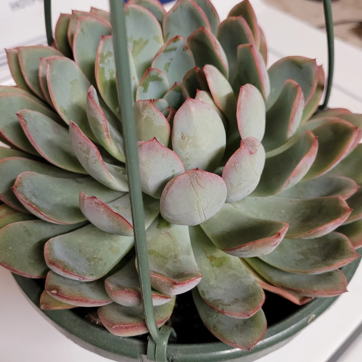 Echeveria 'Apus' Succulent Live Plant - Green & Red Rosettes - Up to 8 Inches - Image 7