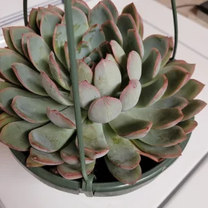 Echeveria 'Apus' Succulent Live Plant - Green & Red Rosettes - Up to 8 Inches - Image 8