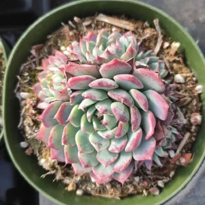 Echeveria Azulita Live Succulent Plant - Blue & Red Rosettes, 2 Inch Pot - Image 3