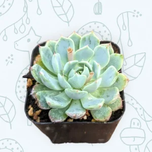 Echeveria Azulita Live Succulent Plant - Blue & Red Rosettes, 2 Inch Pot - Image 4