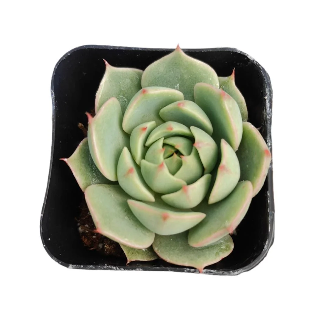 Echeveria 'Ben Badis' Live Succulent Plant - Drought Tolerant Indoor/Outdoor - Image 2