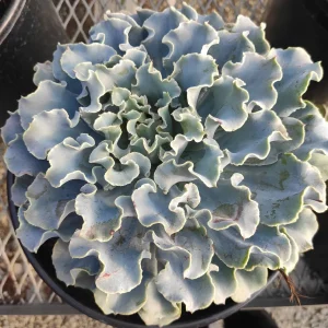 Echeveria 'Blue Frills' Succulent Live Plant - Blue-Green Rosette, Indoor/Outdoor - Image 10