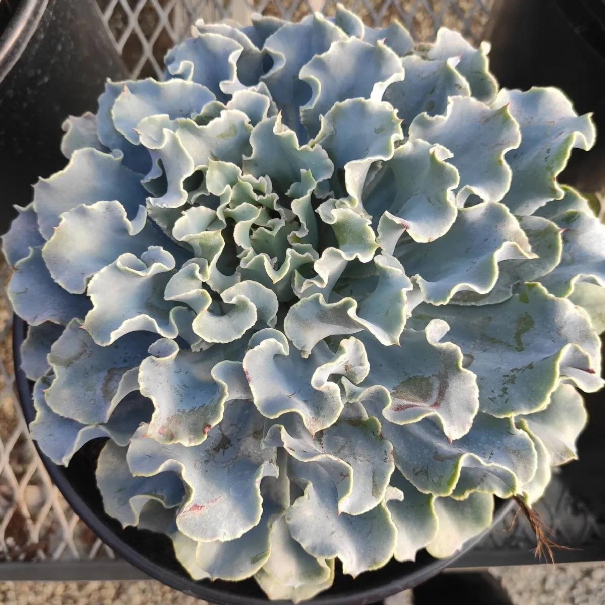 Echeveria 'Blue Frills' Succulent Live Plant - Blue-Green Rosette, Indoor/Outdoor - Image 10