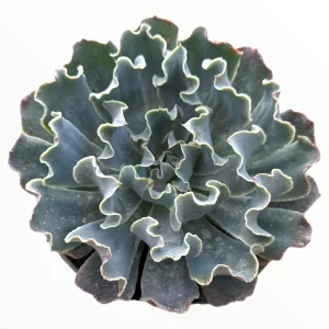 Echeveria 'Blue Frills' Succulent Live Plant - Blue-Green Rosette, Indoor/Outdoor - Image 2