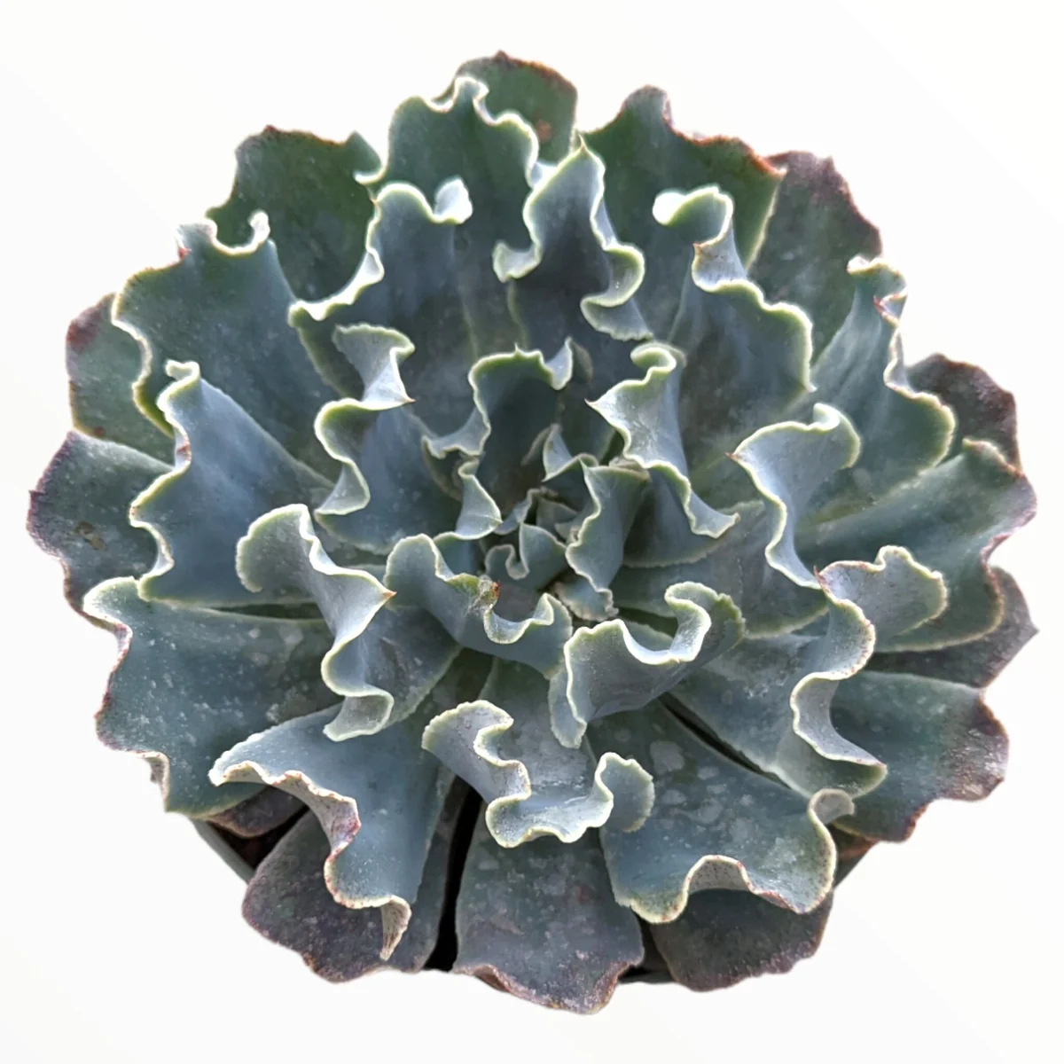 Echeveria 'Blue Frills' Succulent Live Plant - Blue-Green Rosette, Indoor/Outdoor - Image 2