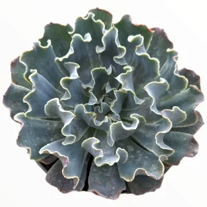 Echeveria 'Blue Frills' Succulent Live Plant - Blue-Green Rosette, Indoor/Outdoor - Image 1