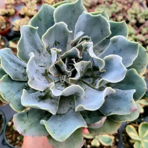 Echeveria 'Blue Frills' Succulent Live Plant - Blue-Green Rosette, Indoor/Outdoor - Image 4